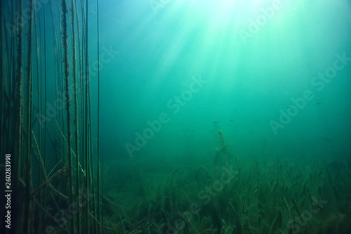 sun rays river underwater landscape / abstract underwater landscape plants fresh ecosystem © kichigin19