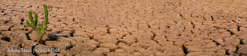 Cactus growing racked and dry soil in arid areas landscape panorama