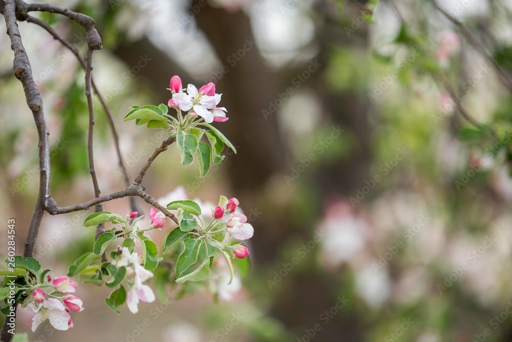spring tree blossom. tree bloom background. apple tree flowering. spring tree blossom. tree bloom background. apple tree flowering.