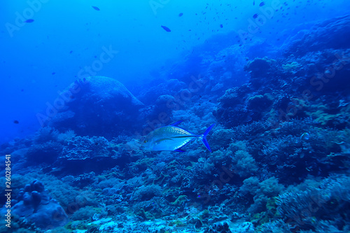 under water ocean / landscape underwater world, scene blue idyll nature © kichigin19