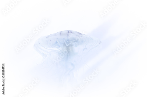 クラゲ / Jellyfish © Mugen images