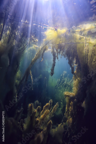 submerged trees flooded underwater / lake fresh jungle water ecology beautiful landscape © kichigin19