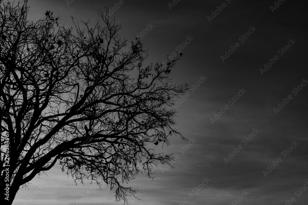 Silhouette dead tree on dark dramatic sky background for scary or death. Halloween night. Hopeless, despair,sad and lament concept. Scary forest. Dramatic horror night on Halloween day background. Silhouette dead tree on dark dramatic sky background for scary or death. Halloween night. Hopeless, despair,sad and lament concept. Scary forest. Dramatic horror night on Halloween day background.