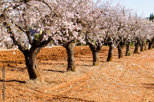 Beautiful blooming almond trees with flowers in Jalon village, Spain Fotobehang