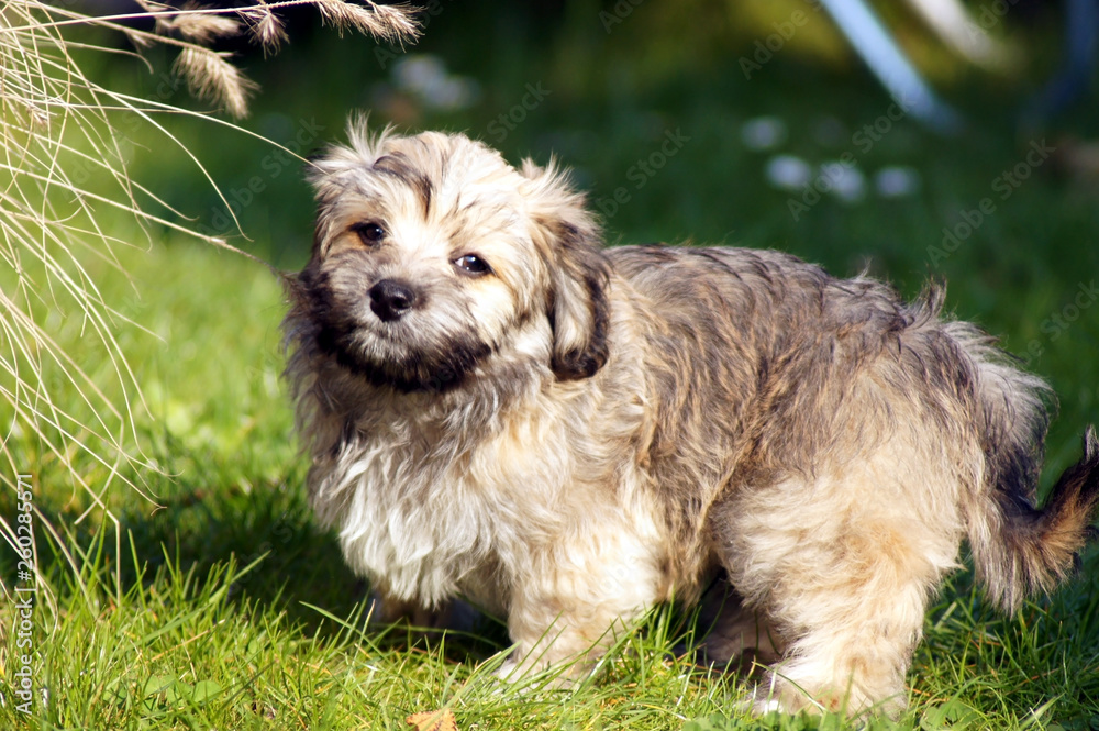 Havaneser Hund rennt auf der grünen Wiese Havaneser Hund rennt auf der grünen Wiese