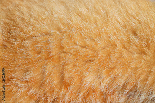 Close up smooth brown cat fur