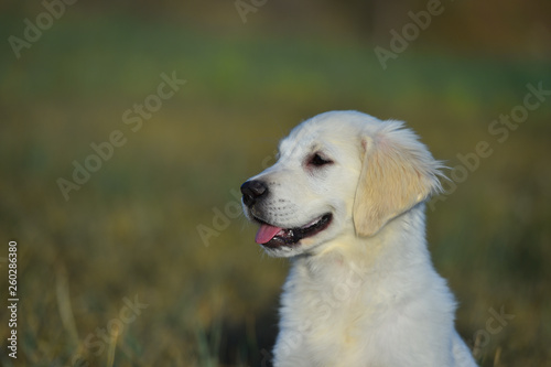 perro labrador