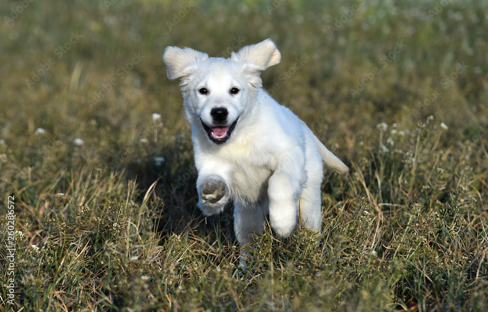 perro labrador