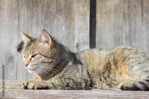 Fototapeta Naklejka Na Ścianę i Meble -  beautiful gray cat sitting on old boards,basking in the spring sun
