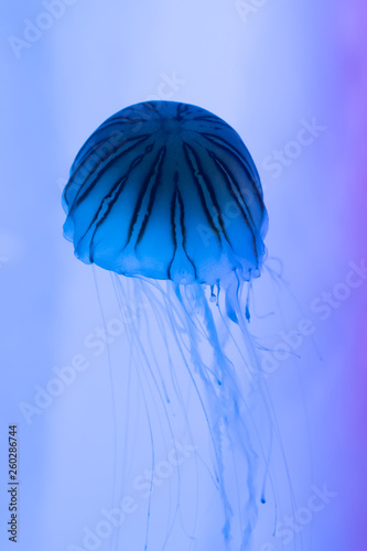Colorful and beautiful jellyfish
