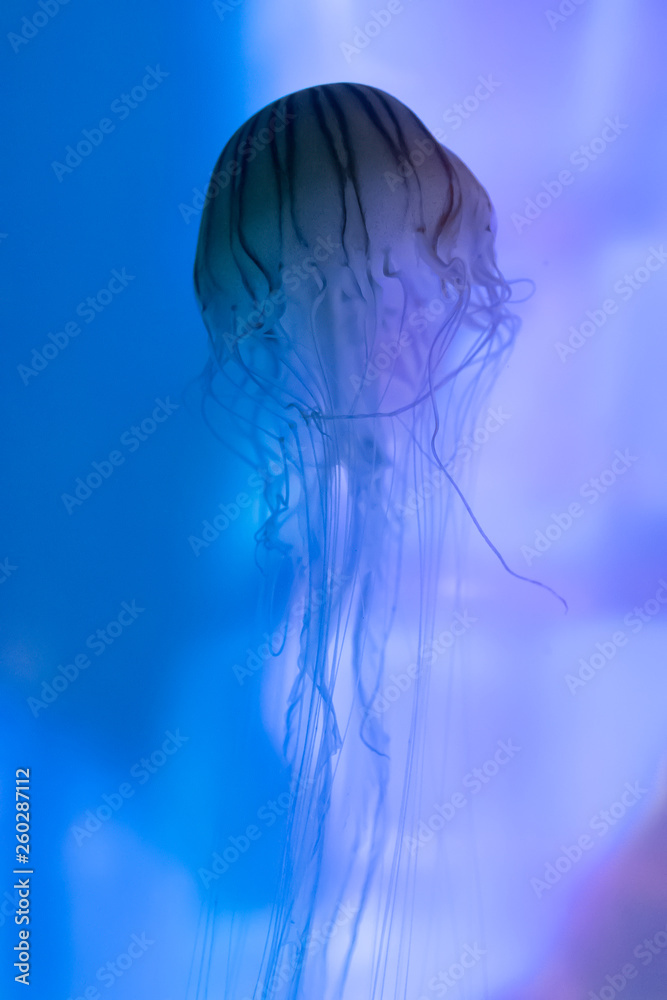 Colorful and beautiful jellyfish