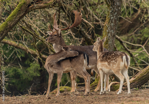 Fallow deer in fence with trees in Krusne mountains in spring day