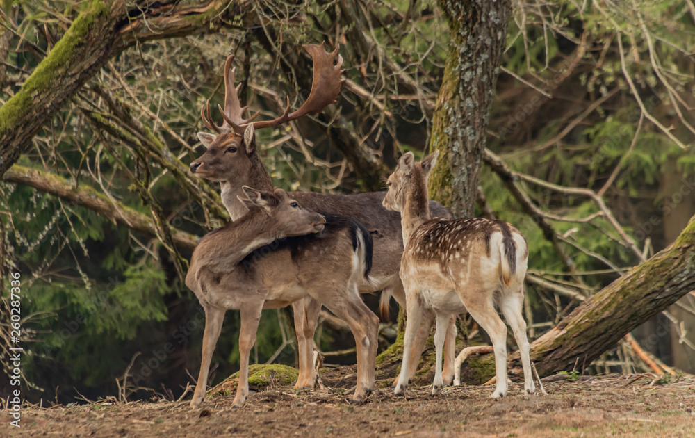 Fallow deer in fence with trees in Krusne mountains in spring day Fallow deer in fence with trees in Krusne mountains in spring day