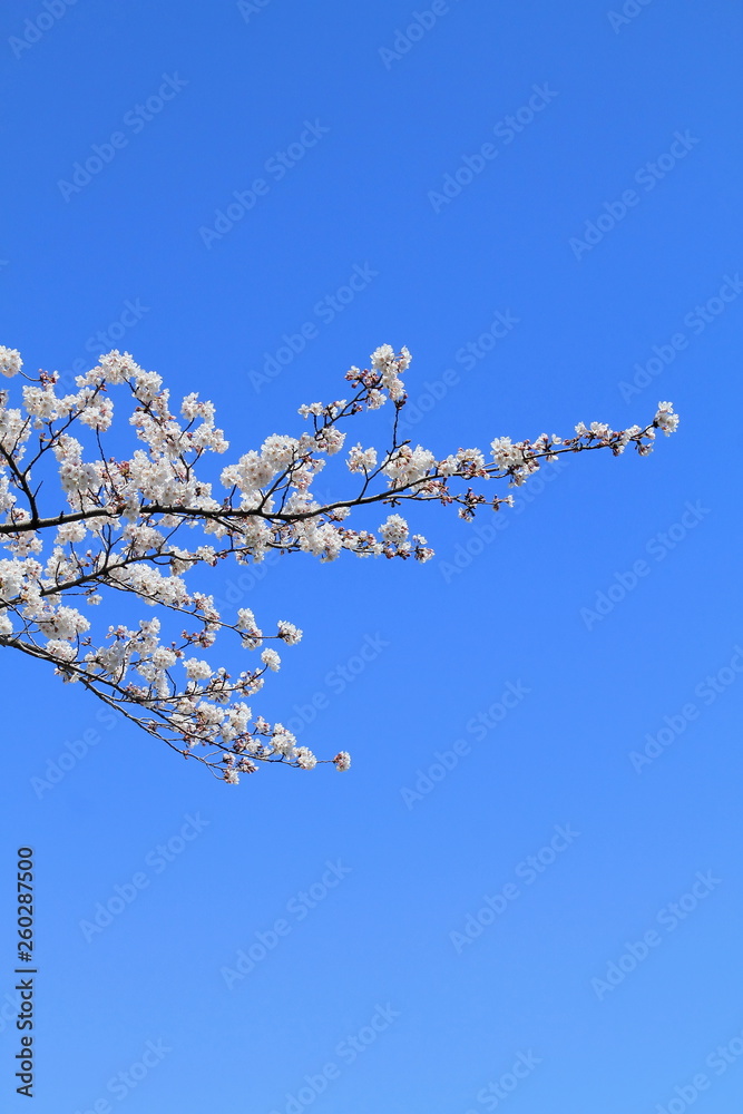 cherry blossoms bloom and blue sky