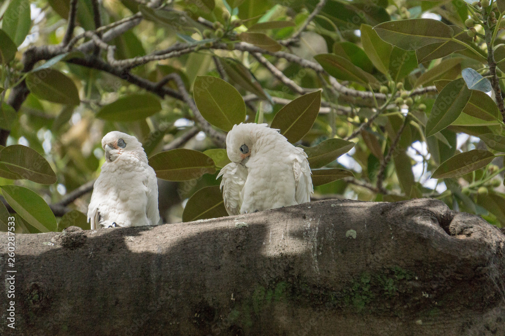 Obraz premium parrot on a branch