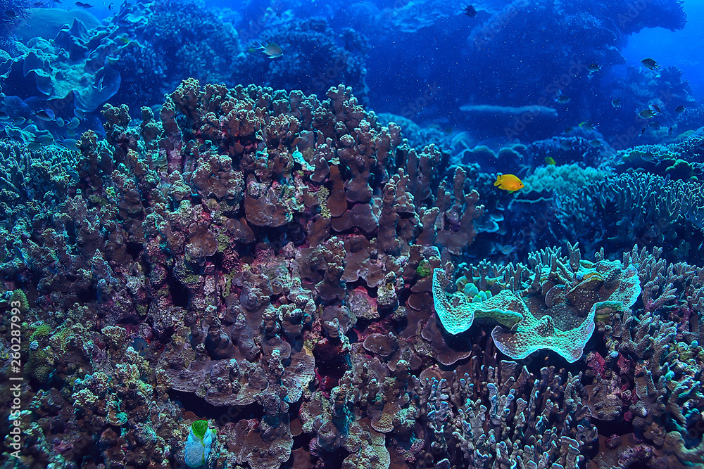 Fototapeta premium coral reef underwater / sea coral lagoon, ocean ecosystem