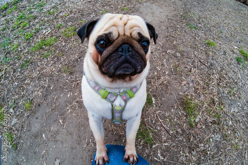 Pug walks in early spring.