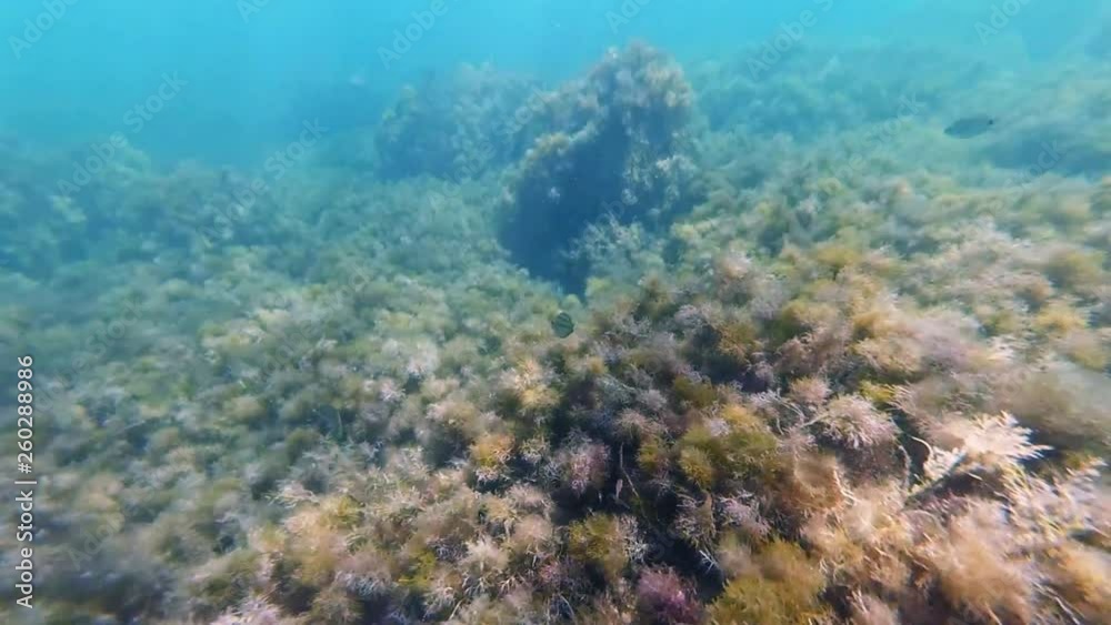 diving to the bottom of the ocean with tropical fish and seaweed diving to the bottom of the ocean with tropical fish and seaweed