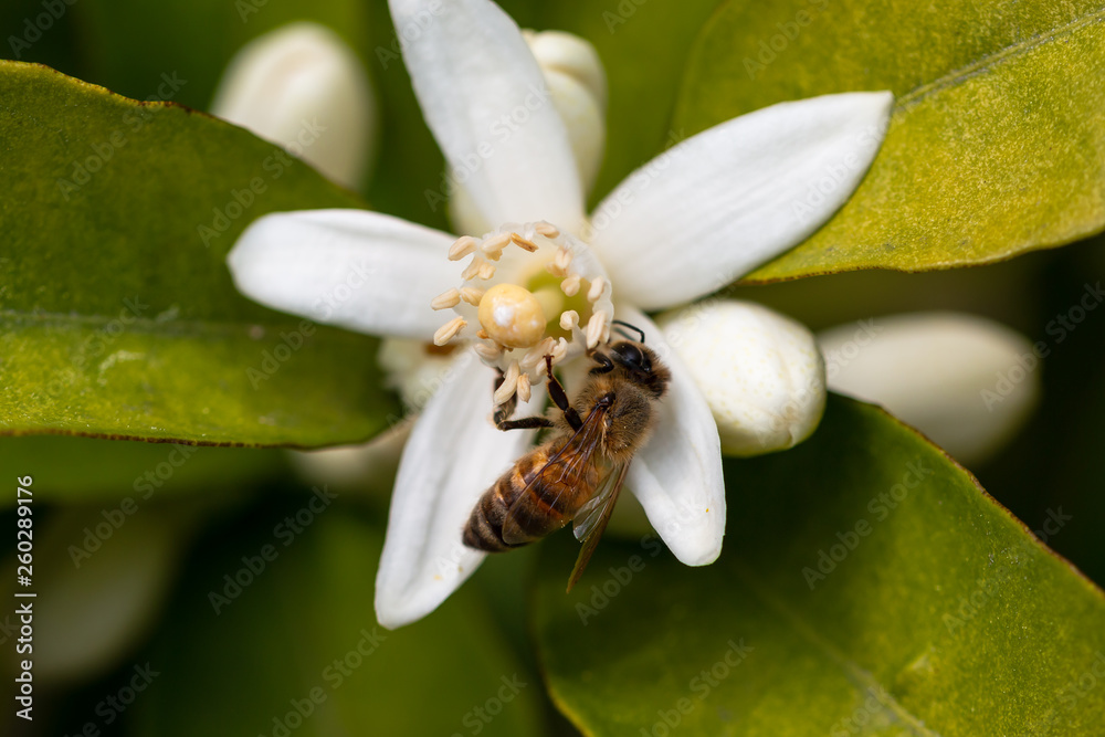 honey bee on orange tree blossom. close up macro flower photo honey bee on orange tree blossom. close up macro flower photo