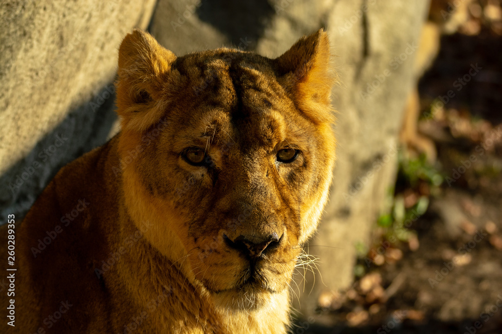 Obraz premium Zootiere Aalborg, Dänemark