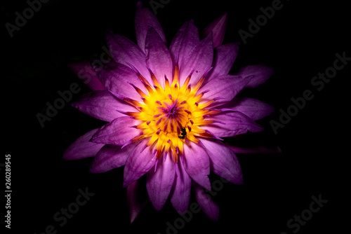 violet lotus flower 