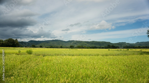 rice field in the morning