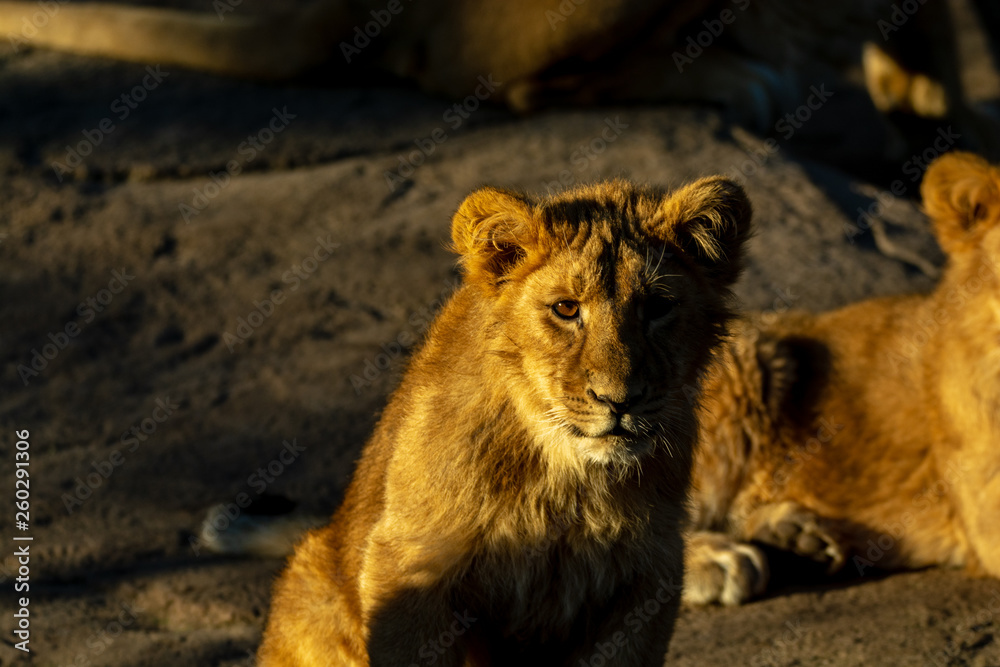 Naklejka premium Zootiere Aalborg, Dänemark