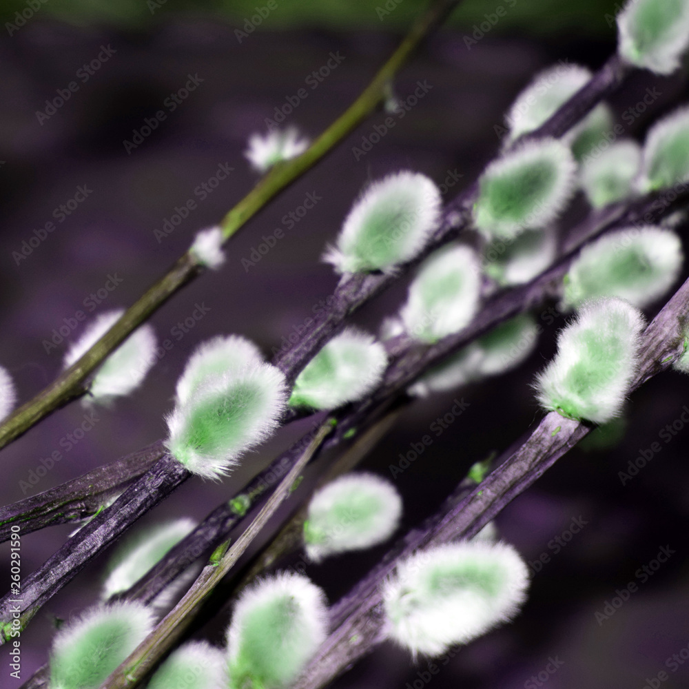 palm Sunday. Willow branches with swollen buds. Spring holiday. palm Sunday. Willow branches with swollen buds. Spring holiday.