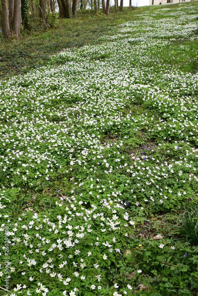Anémones blanches au printemps Anémones blanches au printemps