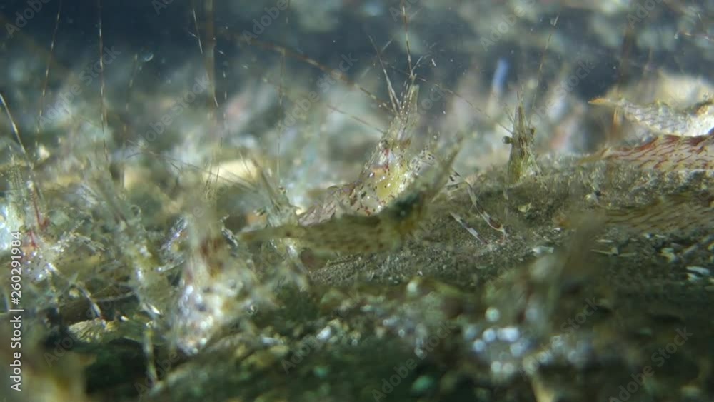 Underwater: Lot of Shrimps Jumping on the Seabed in Puget Sound, Washington Underwater: Lot of Shrimps Jumping on the Seabed in Puget Sound, Washington