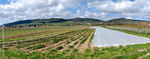 horticultural farm at spring