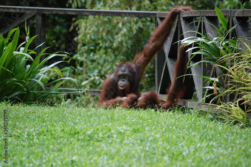 Orangutan couple photo