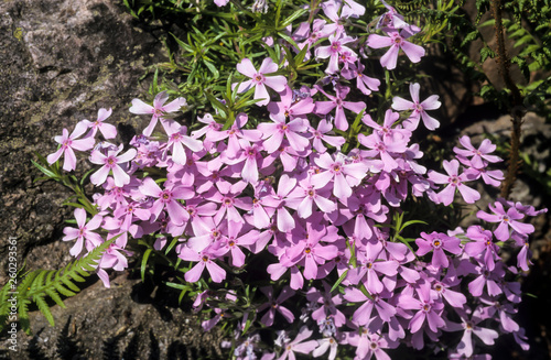 phlox, phlox subulata, variete marjorie photo