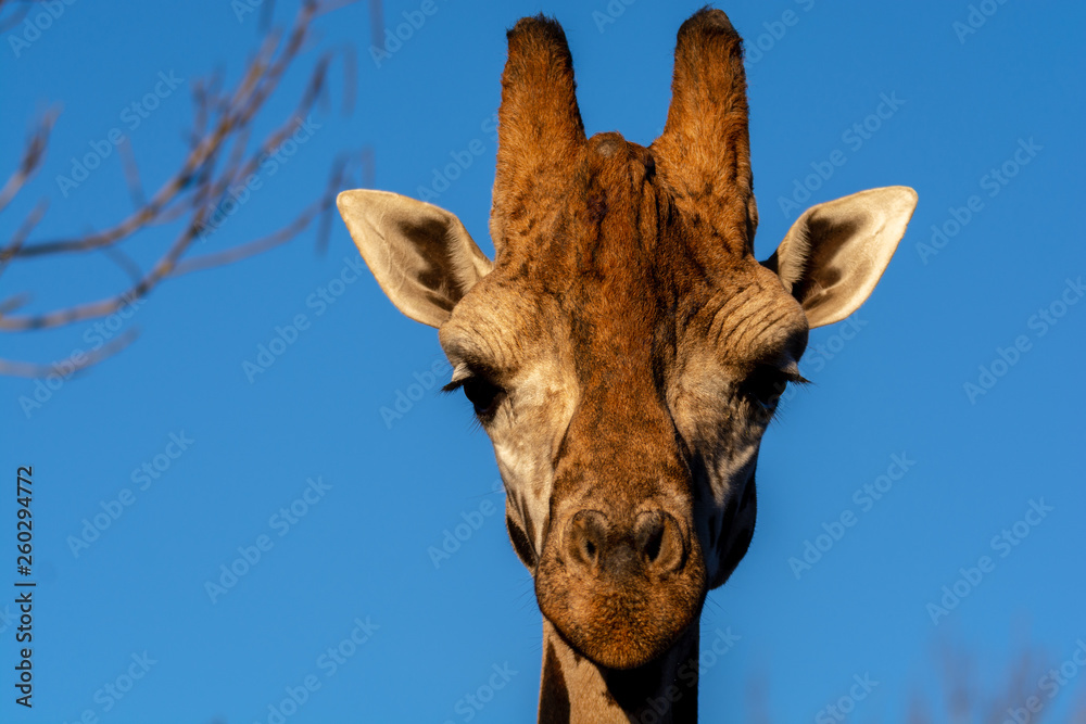 Naklejka premium Zootiere Aalborg, Dänemark