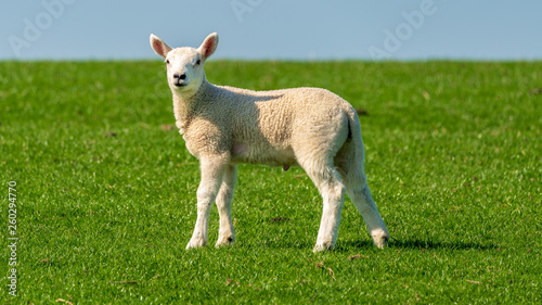 A lamb on a meadow