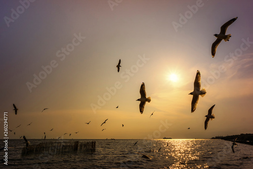 The seagulls bird are flying over the sea during sunset