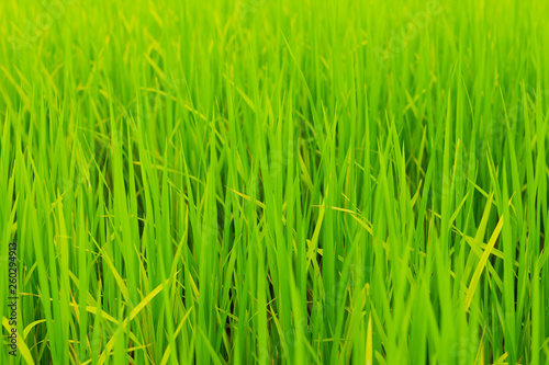 green rice field grow in paddy farm in rainy season