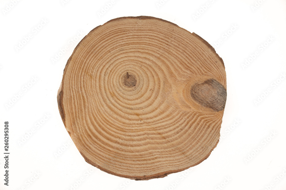 Wooden stump isolated on the white background. Round cut down tree with annual rings as a wood texture. Wooden stump isolated on the white background. Round cut down tree with annual rings as a wood texture.