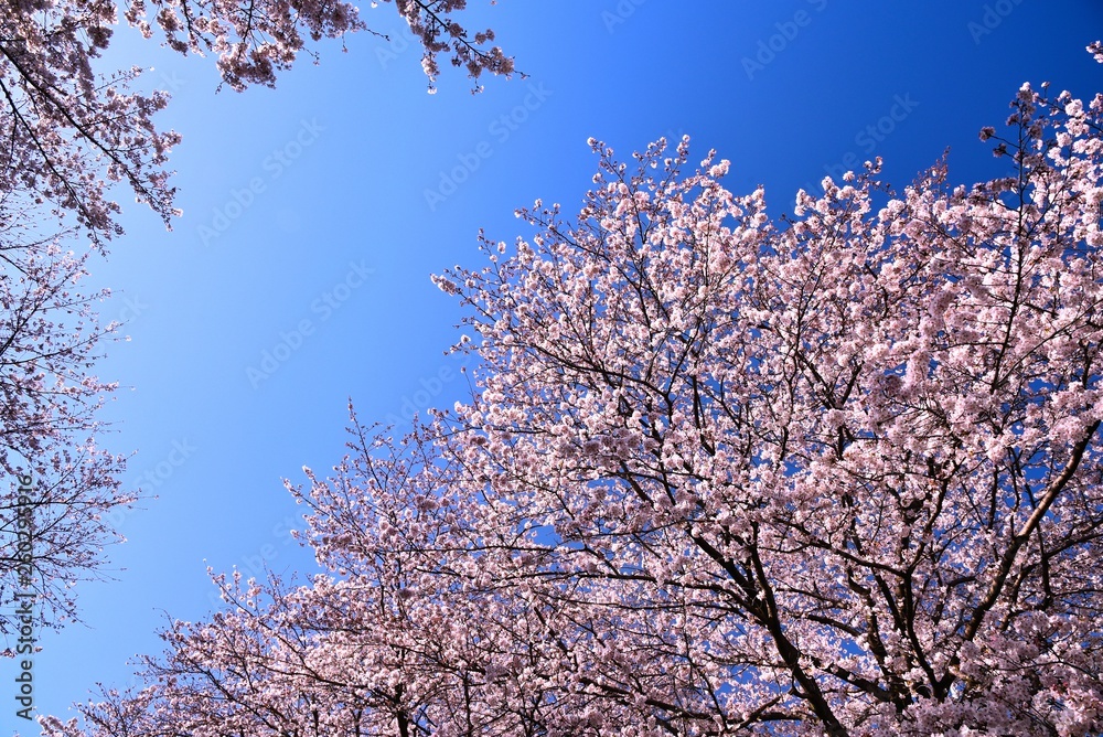 桜と青空