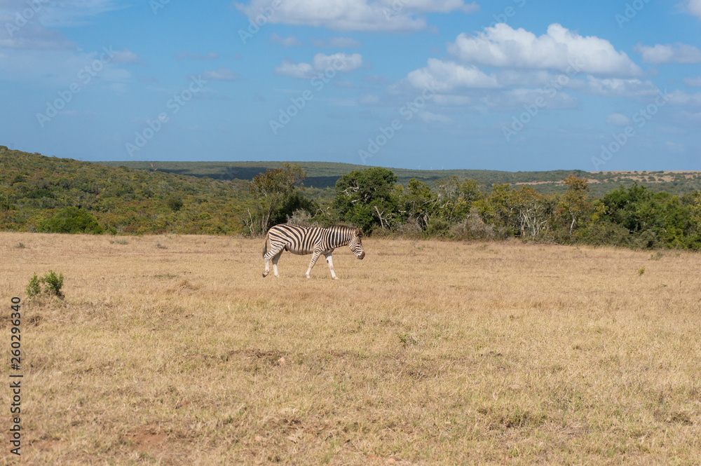 Naklejka premium Wild zebra grazing savannah on sunny day