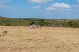 Wild zebra grazing savannah on sunny day