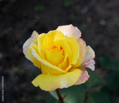 beautiful flowers growing in a flowerbed  a gift for March 8