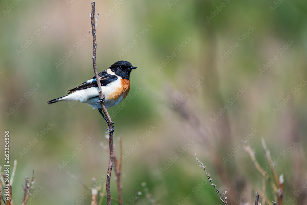 Male Europian stonechat or Saxicola rubicola on twig Male Europian stonechat or Saxicola rubicola on twig
