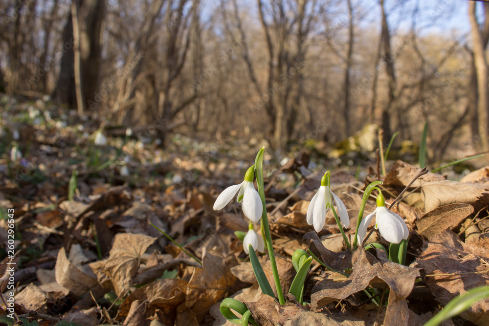 Glade full of snowdrops growing through last year's leaves in the forest. Close up Glade full of snowdrops growing through last year's leaves in the forest. Close up