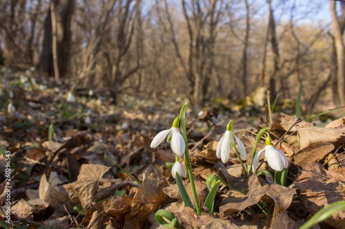 Glade full of snowdrops growing through last year's leaves in the forest. Close up