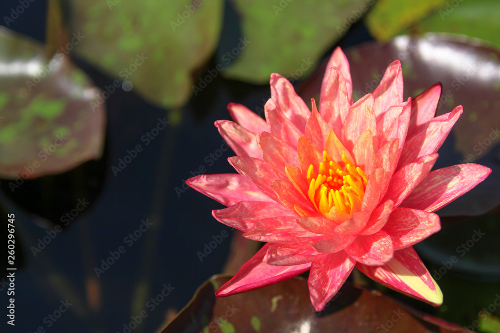 Colorful lotus flowers bloom in the morning