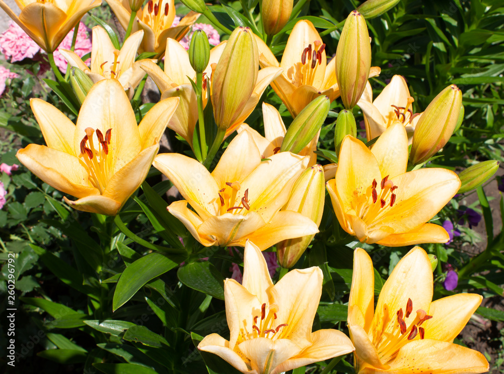 Obraz premium beautiful flowers growing in a flowerbed, a gift for March 8