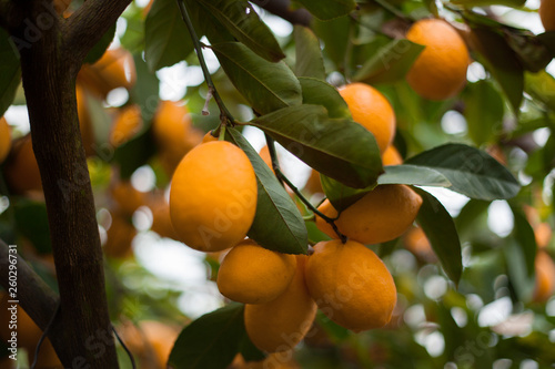 decor lemon orange tree