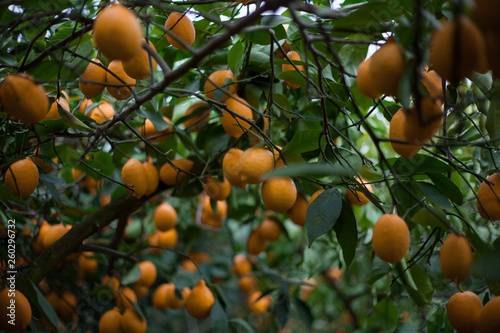 decor lemon orange tree