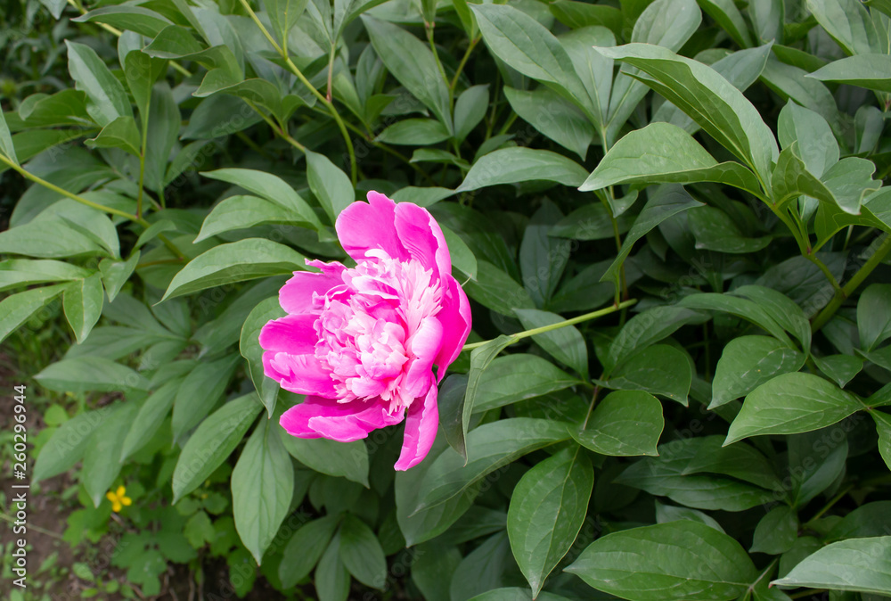 beautiful flowers growing in a flowerbed, a gift for March 8